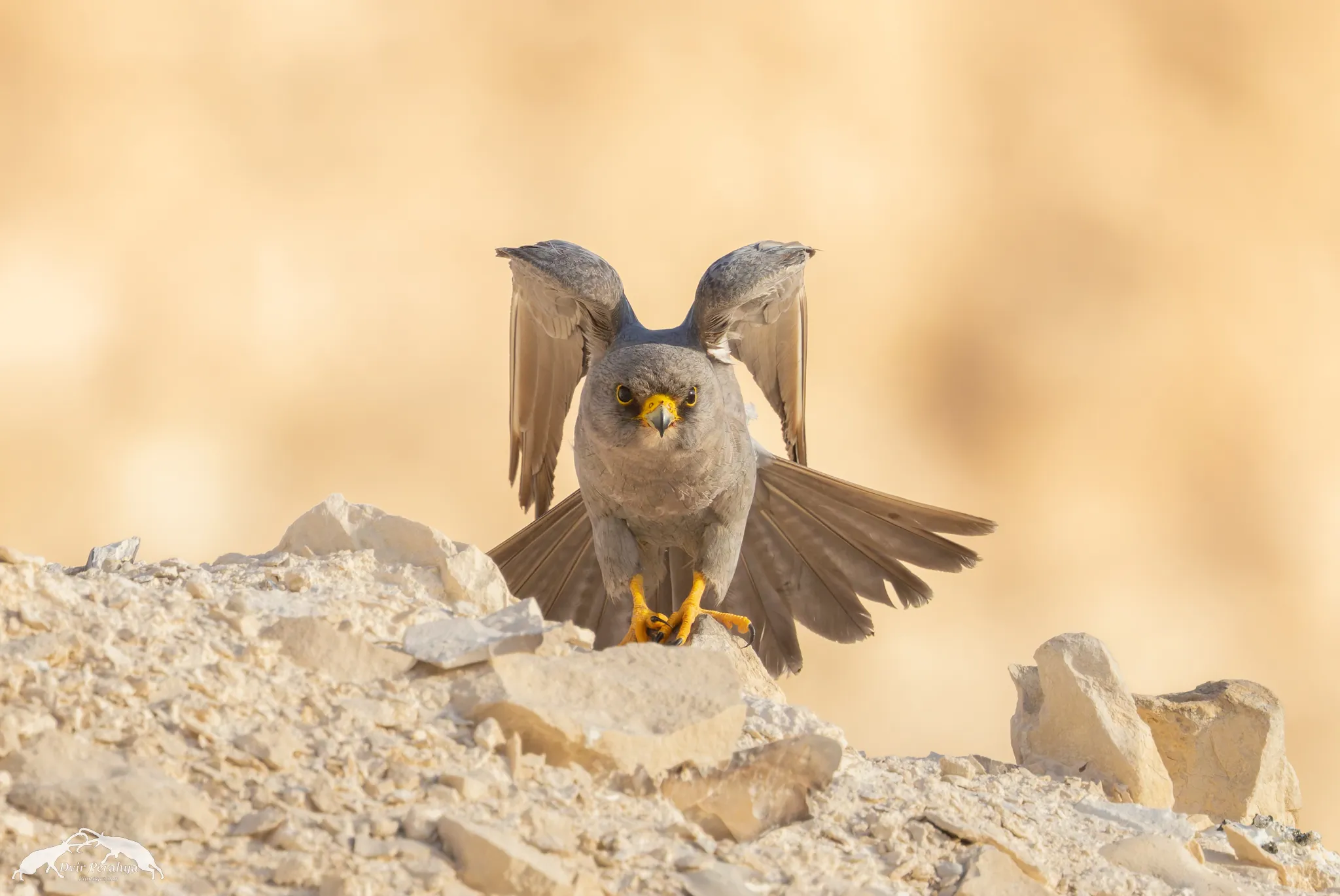 A Nubian Ibex standing on a cliff